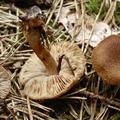 Ядовитые грибы Красноярска