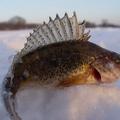 Животный мир Красноярска. Рыбы и круглоротые