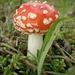 Ядовитые грибы Красноярска